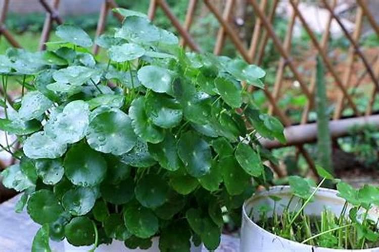 铜钱草可以用氮肥吗