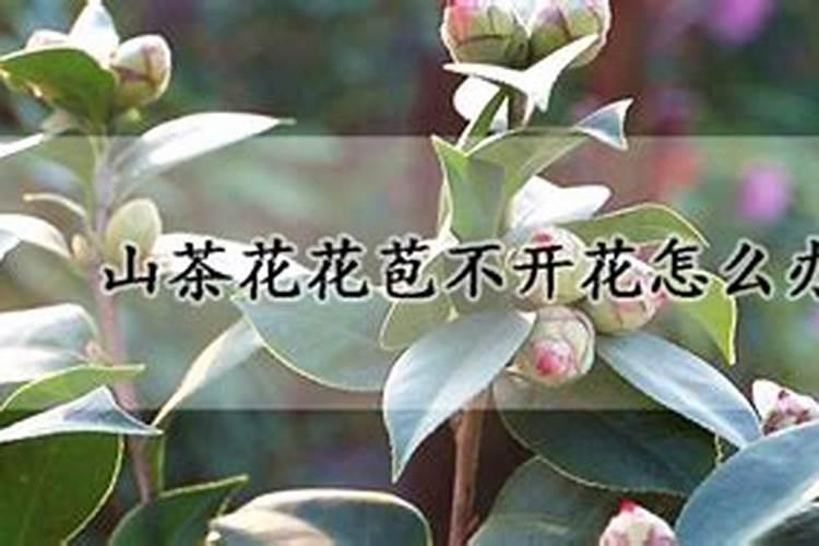 山茶花为什么只长花苞不开花