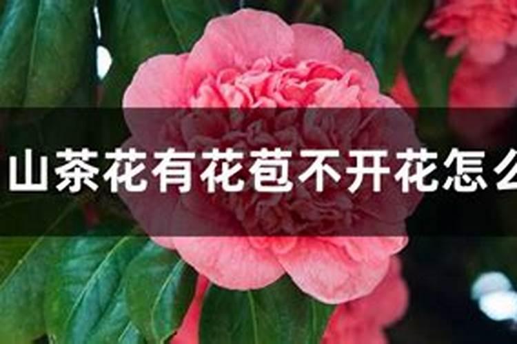 山茶花有花苞不开花怎么回事,有花苞时怎样施肥和管理