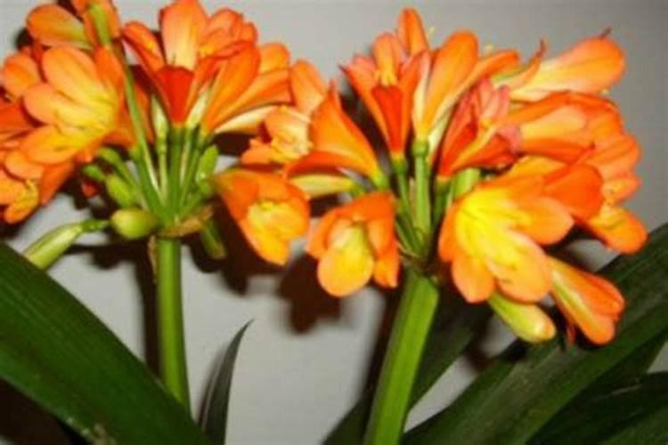 硼肥兑水稀释倍数