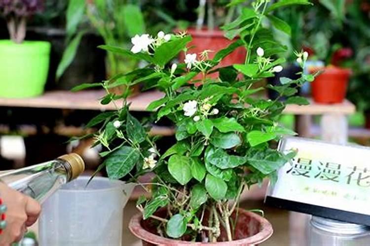 香水茉莉怎么养 香水茉莉养殖方法简介