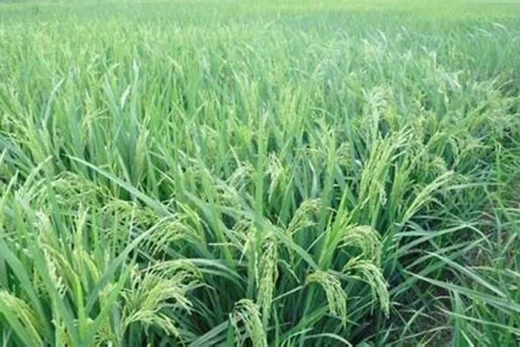 温宿县水稻拔节期至抽穗期 水稻田间管理措施总结
