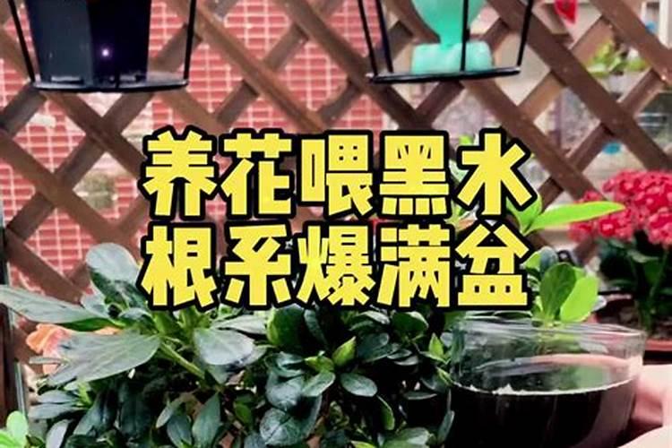 玫瑰花什么时候施肥