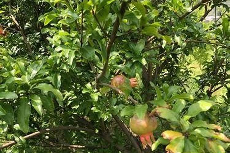 秋天新种植的果树冬天是否要施肥？