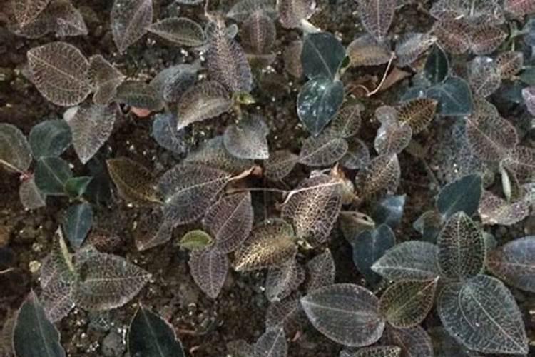 飘香藤施什么肥花开的旺盛