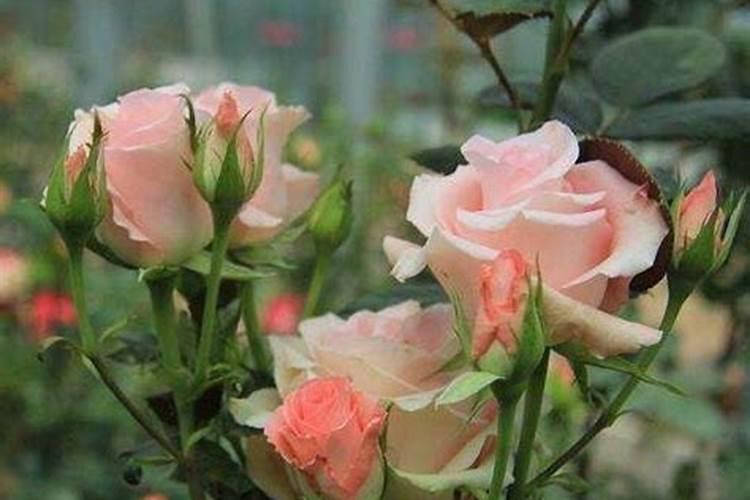 芸豆开花后冲什么肥料