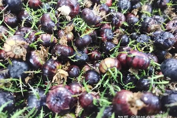 玫瑰花增色用什么肥料好？