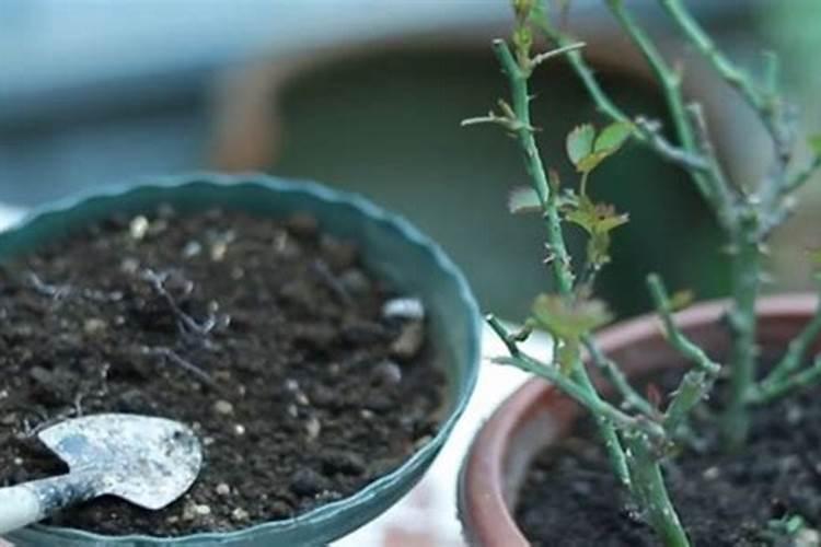 月季冒芽点了要施肥吗