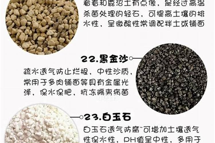 滇红大金针是否有色素,滇红金针染色和不染色对比