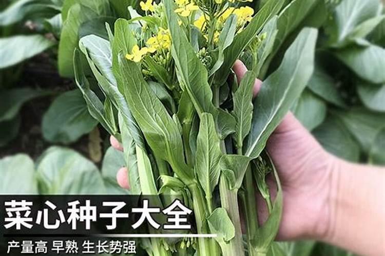 增城迟菜心的种植方法