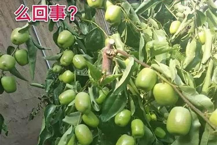 膨果肥用什么肥最好