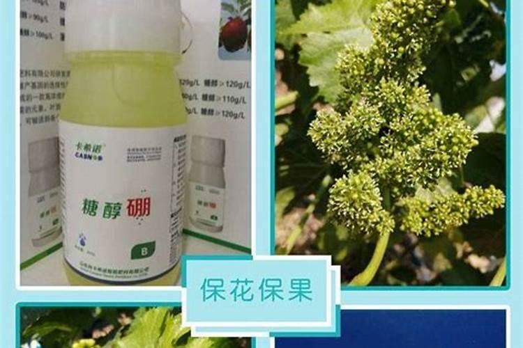 陕西眉县猕猴桃产业面临的主要问题是什么？罗布泊钾肥如何解决？