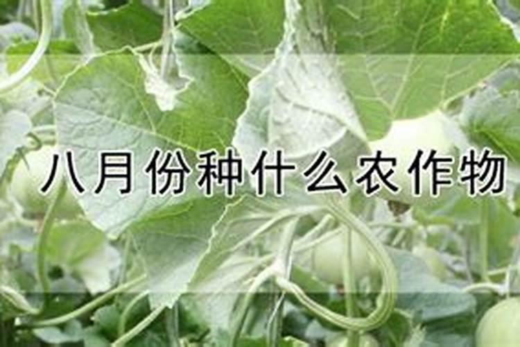 小麦开花期能打叶面肥吗