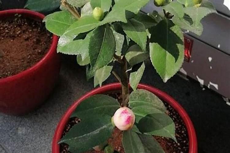 茶花开花时可以施肥吗