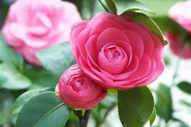茶花开花期用啥肥