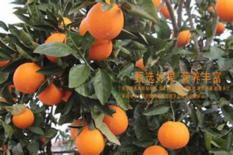 脐橙黄化树出花问题