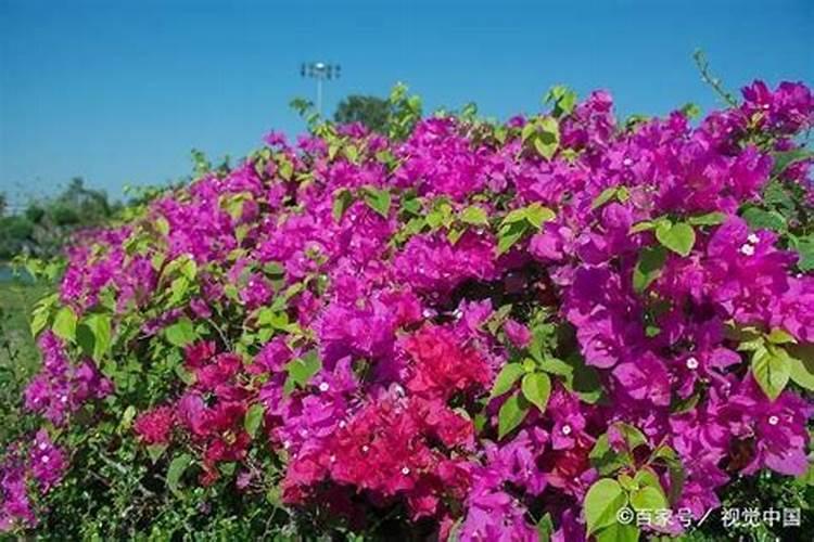 高钾大量元素水溶肥哪个牌子的比较好,