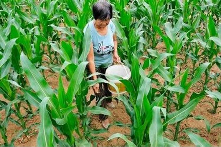 玉米拔节期追肥,长时间不下雨会有影响吗