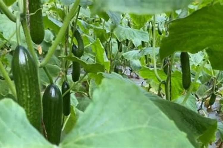 用豆渣怎么给黄瓜施肥？