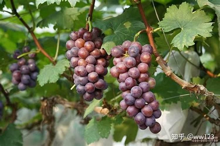 葡萄转色期施什么肥 葡萄转色期施啥肥