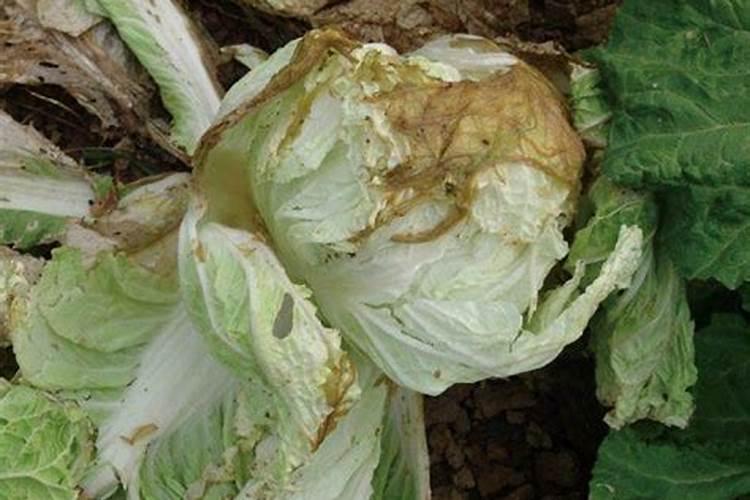 大白菜软腐病用什么特效药防治