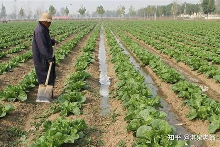 白菜软腐病特效药