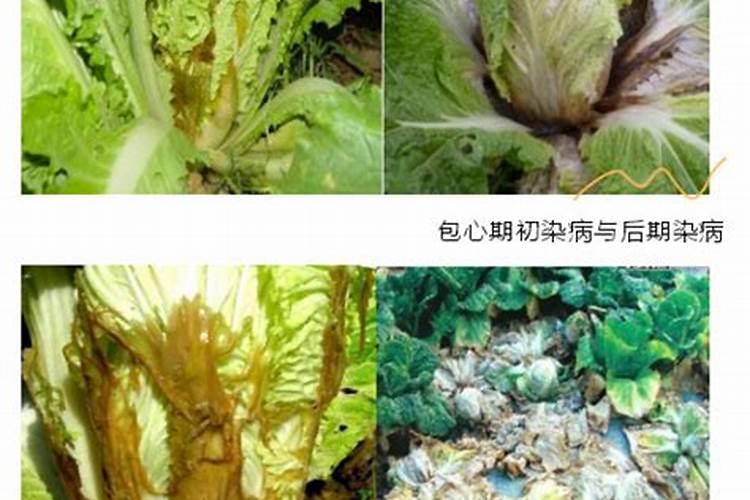 治疗大白菜软腐病特效药