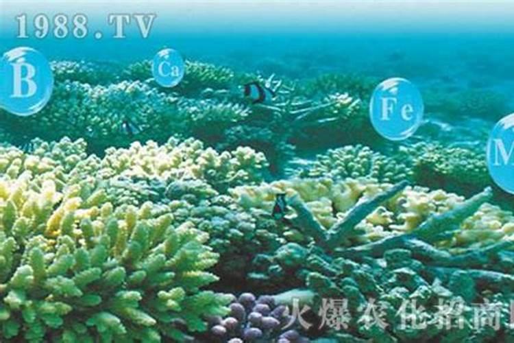 迷迭香施肥选什么肥料