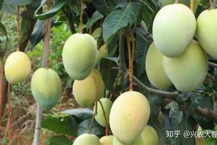 芒果开花期如何管理授粉(芒果花期栽培与管理技术要点)