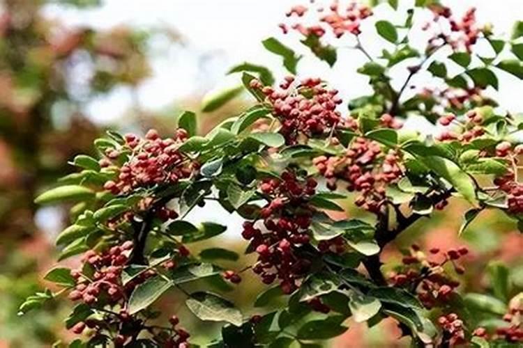 花椒树施肥方法