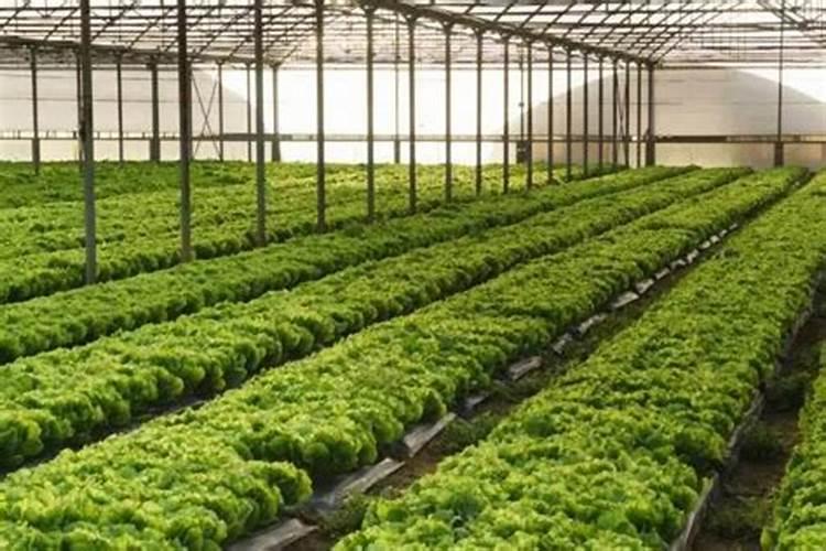 玉米水溶肥的使用方法
