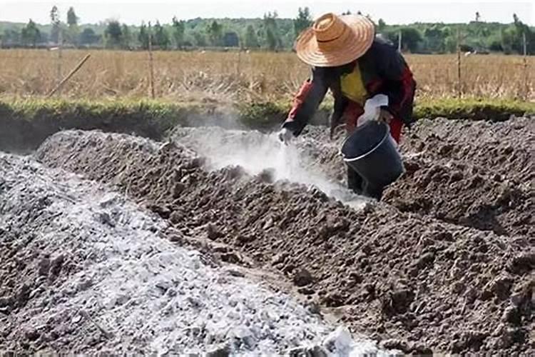 用生石灰来改善土壤时,需要注意什么呢？