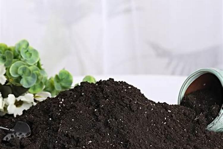 多肉植物一般用什么肥