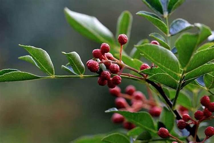 花椒的施肥时间 花椒树什么时候施肥好