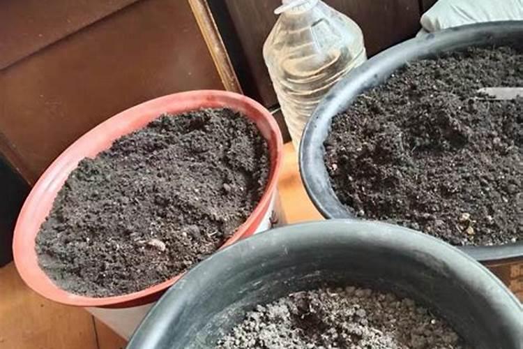 稻壳灰是什么 稻壳灰对植物有什么用