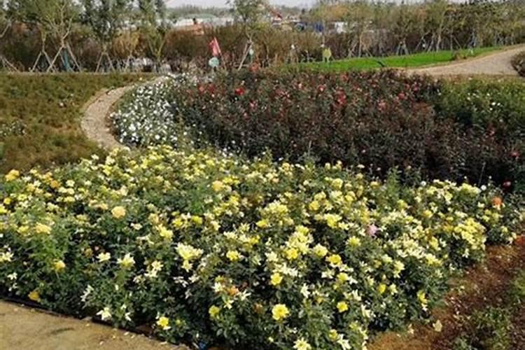 月季花怎么养月季花品种有哪些