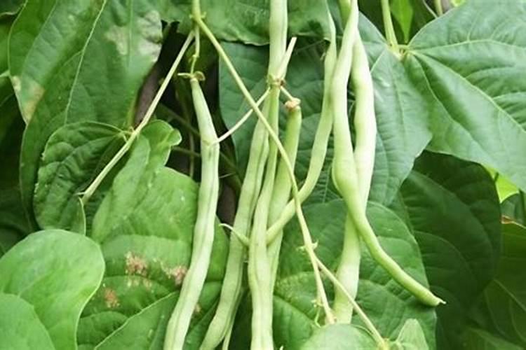 豆角用什么肥料