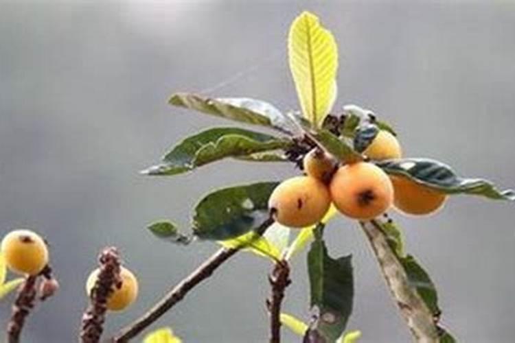枇杷怎么种植