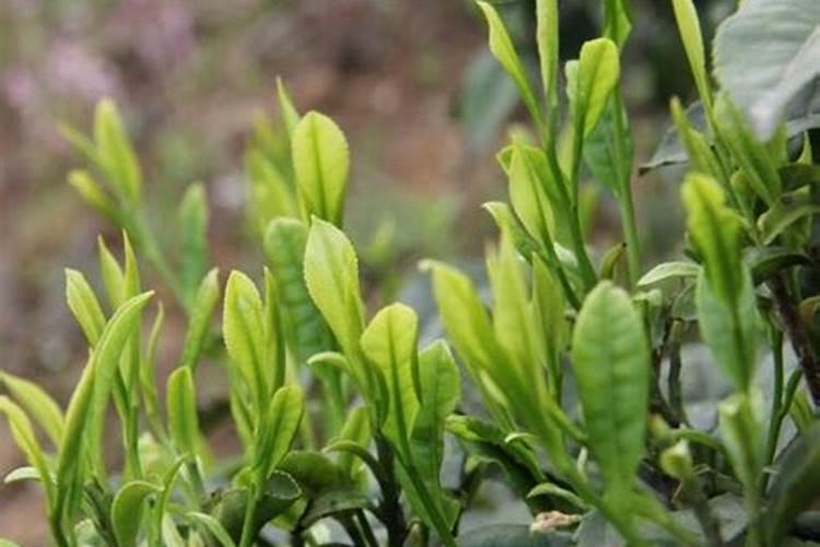 茶树花怎么养殖