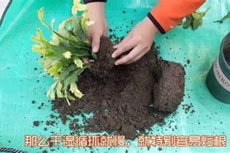 养花插在花盆还要怎么做 有什么养花的技巧