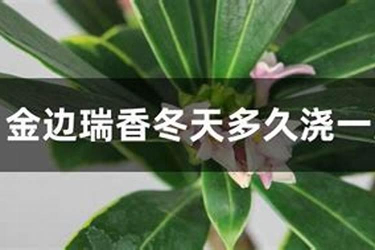 金边瑞香的施肥方法