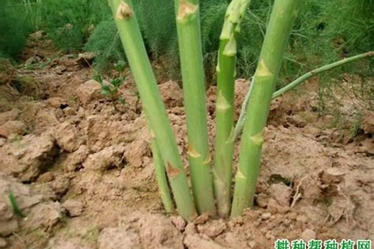 芦笋是百合科作物用氯化钾复合肥可以吗