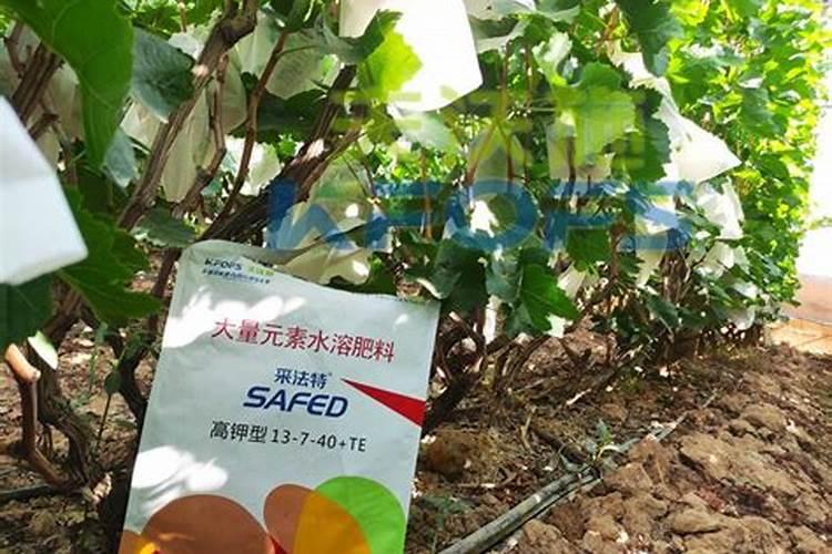 葡萄小苗用什么肥长得快