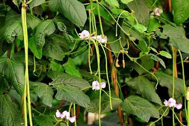 维美维侬护肤品安全吗