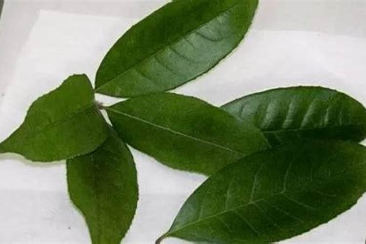 桂花怎么施肥