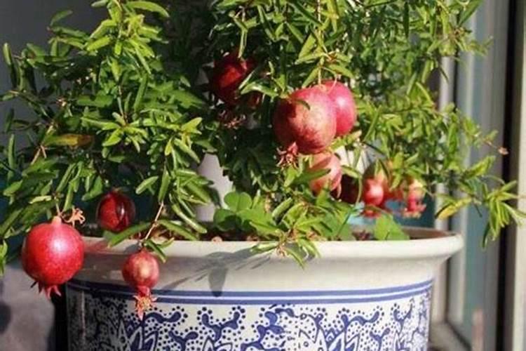 石榴树如何施肥 不同季节石榴树施肥的方法