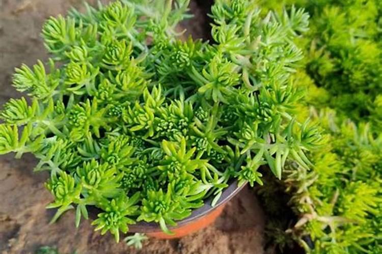 佛甲草怎么快养活