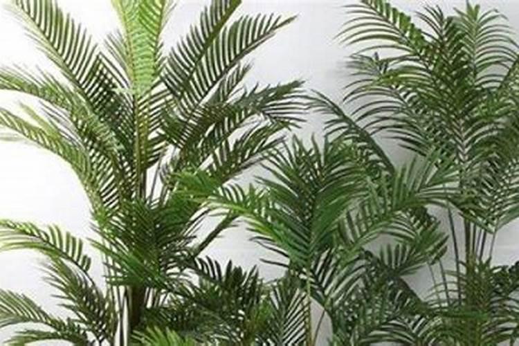 散尾葵应该施什么肥料