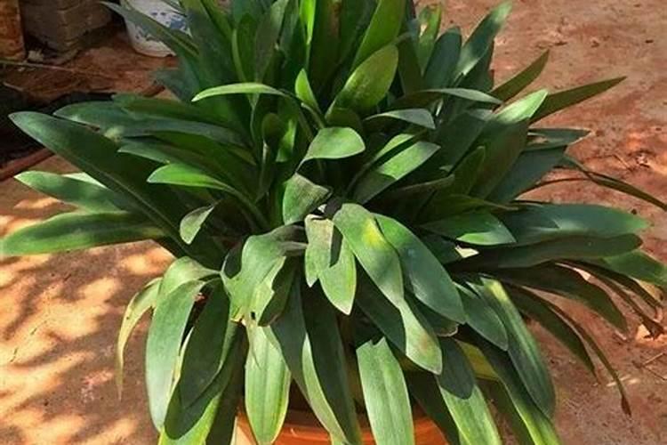 马蹄种植需要什么肥料