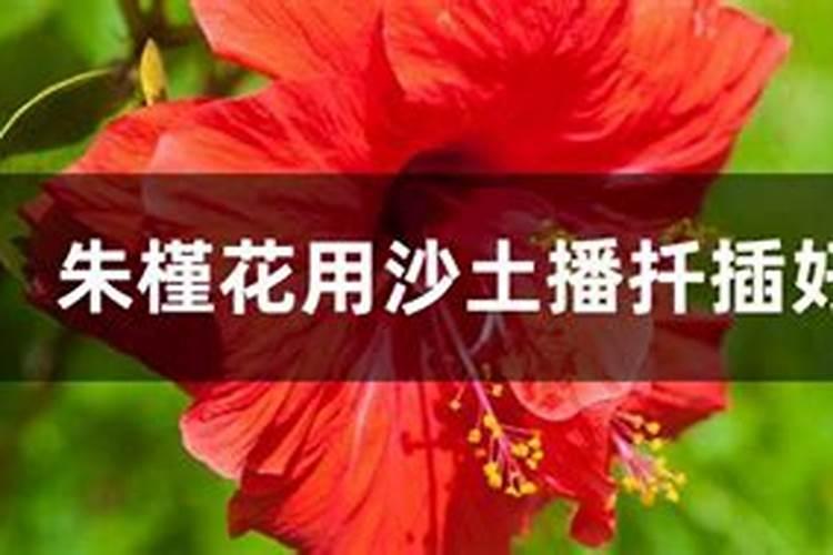 朱槿花如何栽植